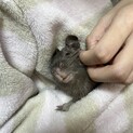 大人デグーの里親募集
