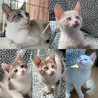 【1/28芝浦】天真爛漫な白シャム美猫ファミリー サムネイル2