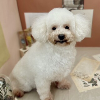 プードルの女の子