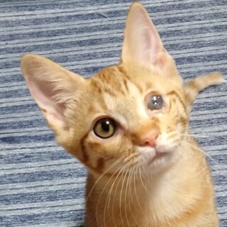 超甘えん坊。眼に障害があっても。