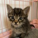 キジトラメス子猫2ヶ月小豆ちゃん