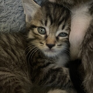 キジトラメス子猫3ヶ月 おはぎちゃん