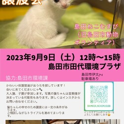猫の譲渡会IN島田