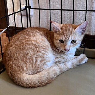 手術済み4ヶ月3きょうだい茶トラ