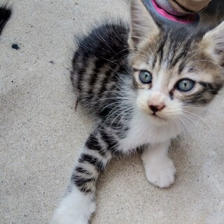 生後2ヶ月の子猫ちゃん③