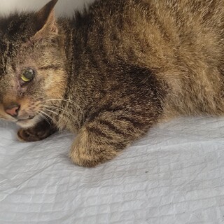 センター収容の崖っぷちのキジトラ♀️