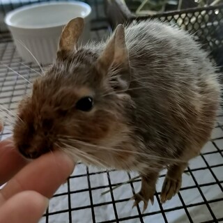 デグー　♂　3歳です。