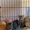手術済み4ヶ月3きょうだいギジトラ黒メス サムネイル2