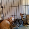 手術済み4ヶ月3きょうだいギジトラ黒メス サムネイル3