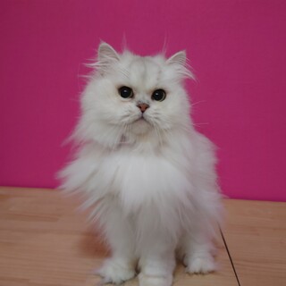 チンチラの大人しい女の子です????