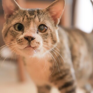 犬と暮らしているみたいなオッドアイの男の子