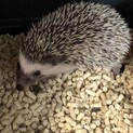 ハリネズミベビー離乳済み