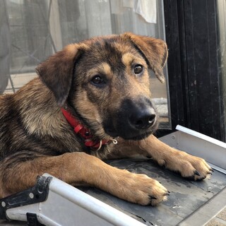 名犬の血統！空気の読める大型子犬