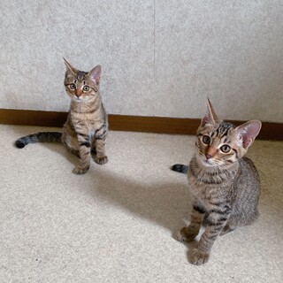 生後6ヶ月の甘えん坊なキジトラ兄妹！