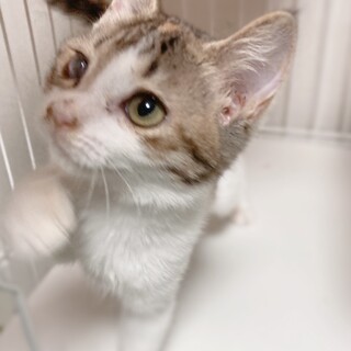 パステル三毛 目が合うとゴロゴロ甘えるユズ