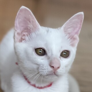 真っ白な美猫さん！生後4か月！