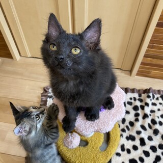 ぼんぼり白いカギしっぽのふしぎな黒猫くん