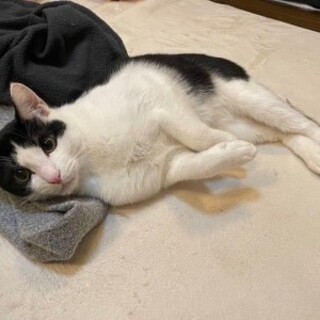 甘えん坊になったよ♡ロッカくん