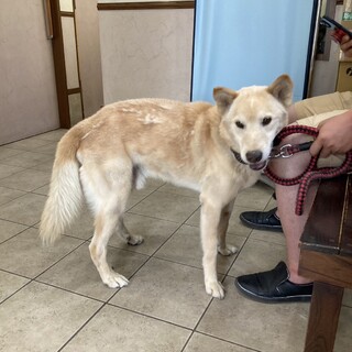 ジャブ★１３歳オス★岐阜～里親募集