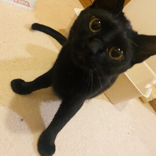 マイペース甘えんぼな うるかちゃん