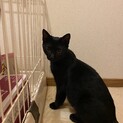 8ヶ月の黒猫 カラスミくん