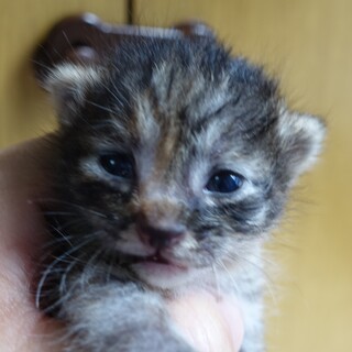 8月23日頃生まれのむぎわら　女の子