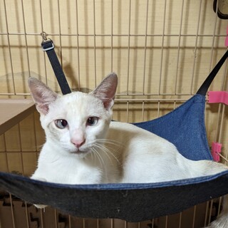 かわいい5兄弟　白×グレー　女のコ