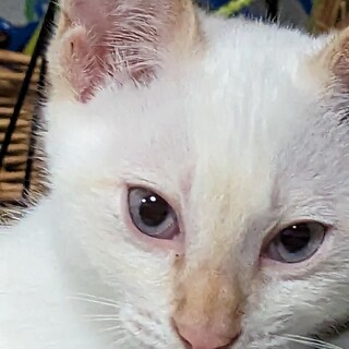 かわいい5兄弟　白×ベージュ　男のコ