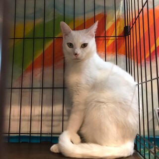 少し怖がりな、鼻の点がチャームポイントのスイカ君