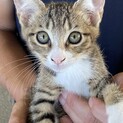 もうすぐ3ヶ月元気なキジトラ白兄弟❗️クーちゃん