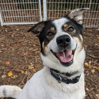 お目目ぱっちり元気いっぱいな賢いフク君