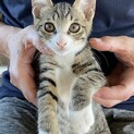 もうすぐ3ヶ月元気なキジトラ白兄弟❗️ピノちゃん