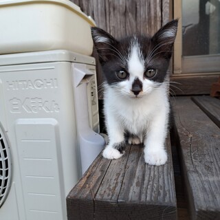 子猫の里親を募集しています