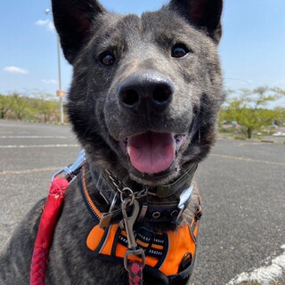 クリクリお目目の甲斐犬風のひびき君