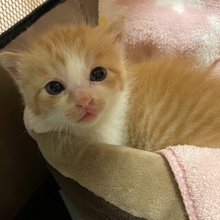 茶トラおなかと手が白。一か月男の子。