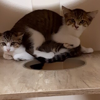 全て処置済み　3ヵ月　キジシロ兄妹