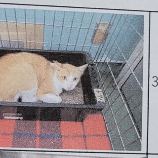 崖っぷちのセンター収容茶白♂️