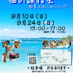 子猫だらけの保護猫譲渡会