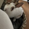 ルーくん