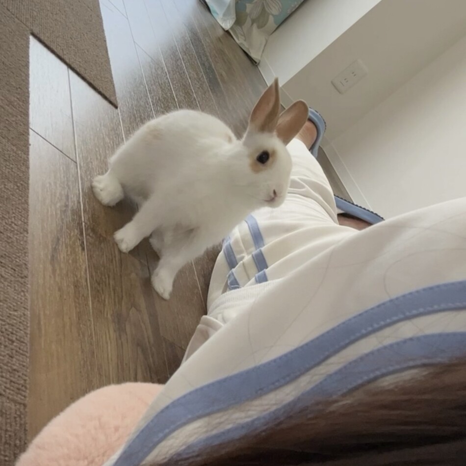 ルーくんのカバー写真