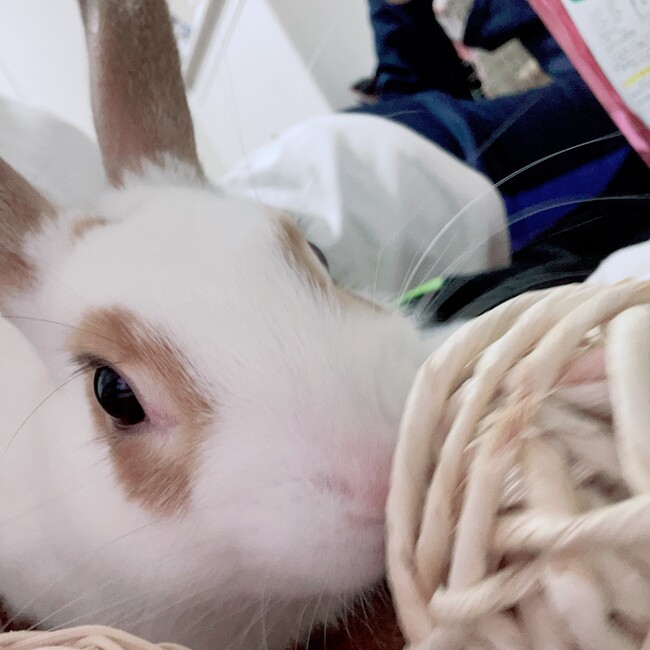 うさしゃんのカバー写真