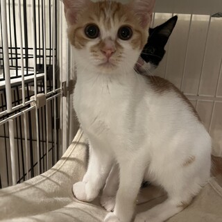 撫で撫で大好きぴーちゃん