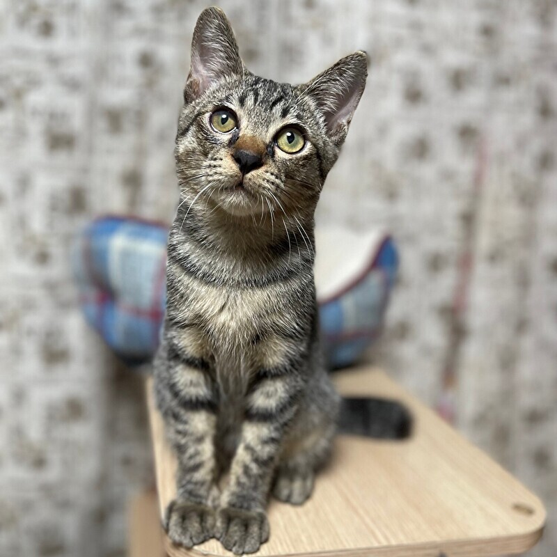ルンバ君」東京都 - 猫の里親募集(468891) 4枚目の画像 :: ペットの 