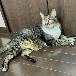 大人の落ち着きに癒される！可愛いソラちゃん