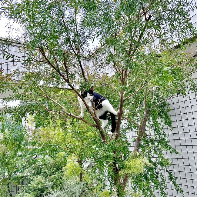 魔法使いサリーのカバー写真
