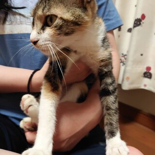 しっぽとお耳が長いキュートな女の子(5ヶ月)