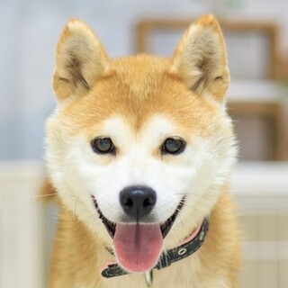 フレンドリーな所も魅力的な優しい柴の女の子♪