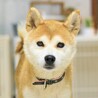 フレンドリーな所も魅力的な優しい柴の女の子♪ サムネイル2