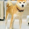 フレンドリーな所も魅力的な優しい柴の女の子♪ サムネイル3