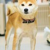 フレンドリーな所も魅力的な優しい柴の女の子♪ サムネイル4